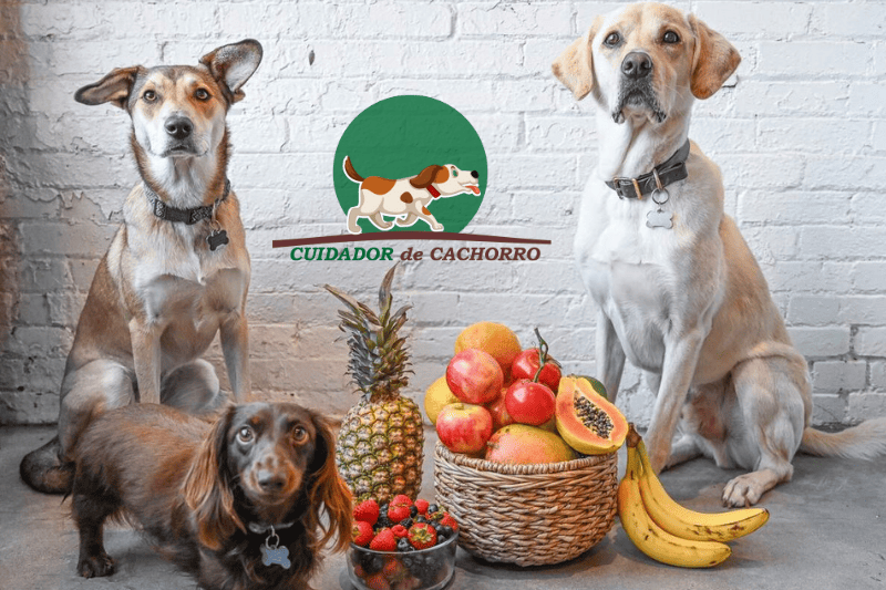 Cachorro pode comer frutas e legumes