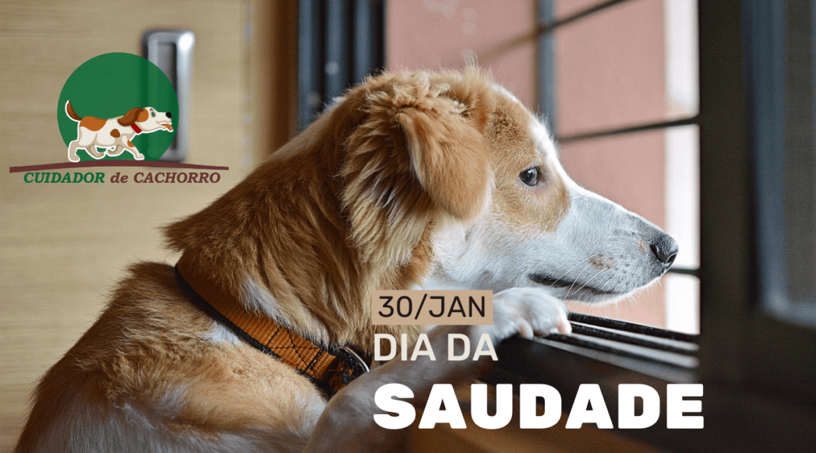 Cachorro tem saudade