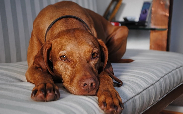 Cachorro tem saudade