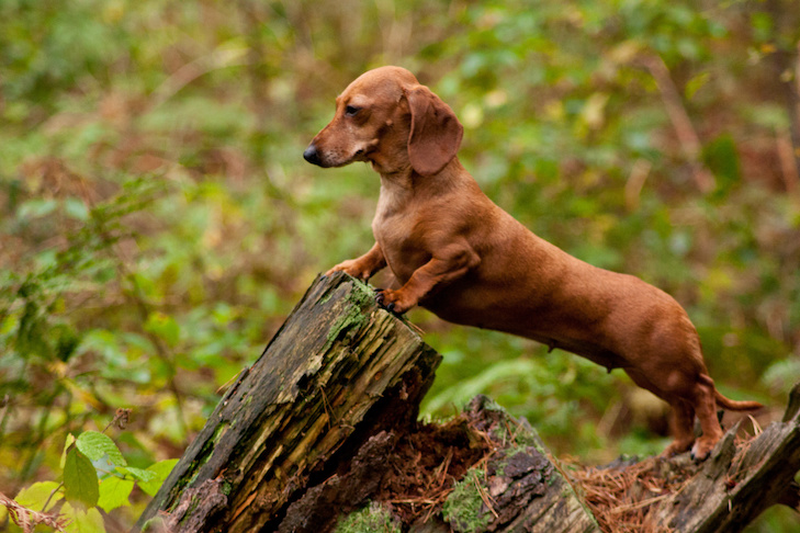 Dachshund em pé sobre um tronco na floresta.