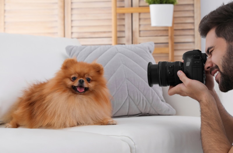 Foto de cachorro dia nacional do fotografo