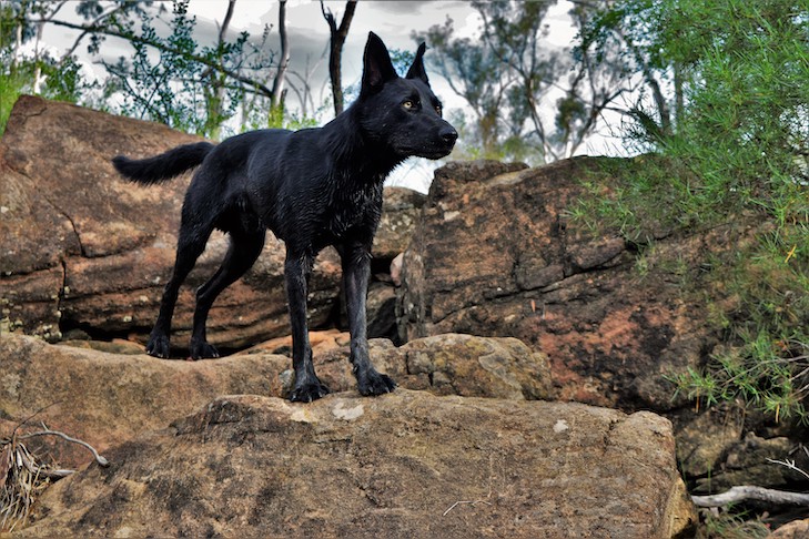 Kelpie Australiano em pé em uma paisagem rochosa.