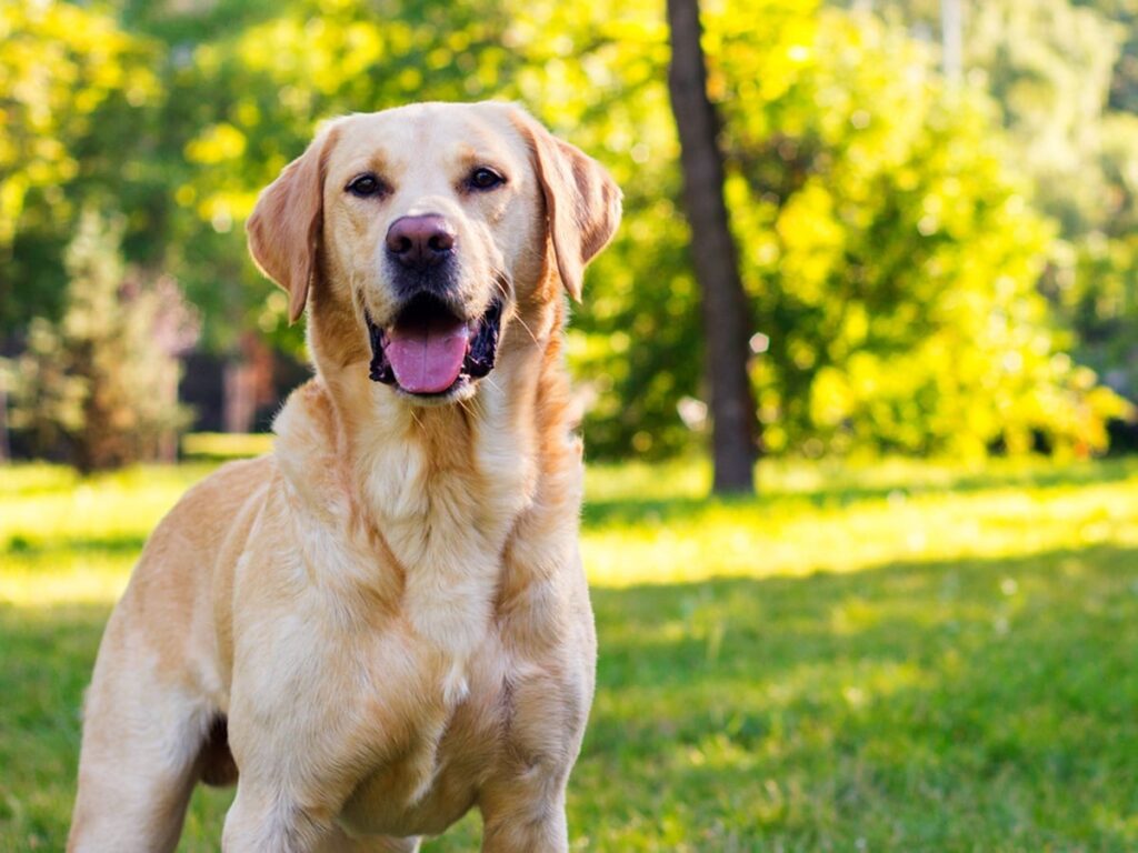 Labrador Retriever bonito