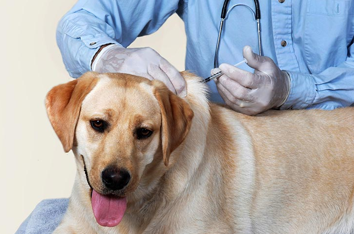 Labrador Retriever recebendo uma injeção no veterinário