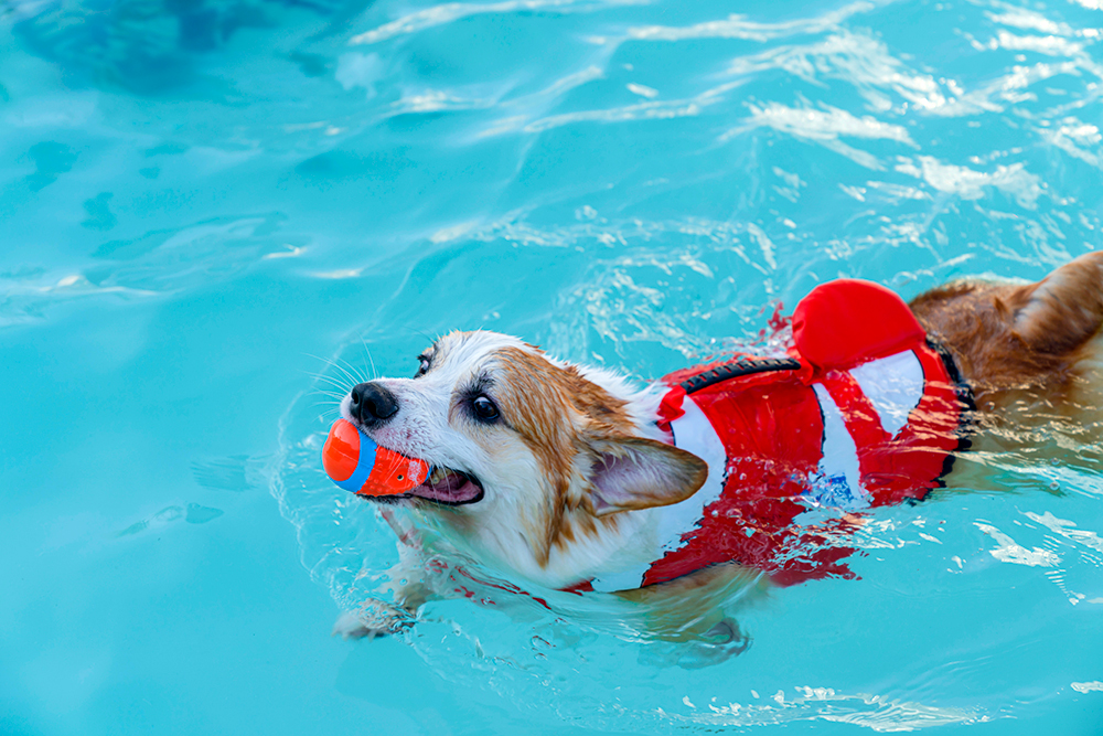 Natação para cachorro um exercício completo