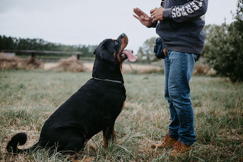 Obediência Canina Esportiva