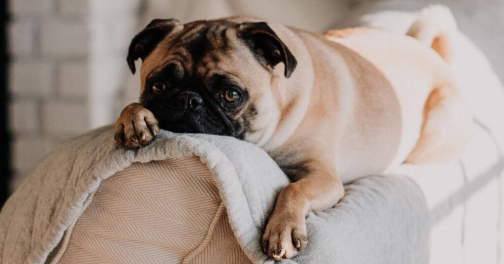 Pug relaxando em um sofá aconchegante