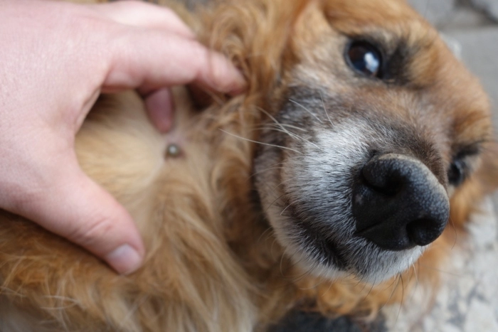 Remover Carrapato do Cachorro