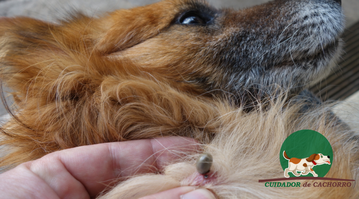 Remover Carrapato do Cachorro