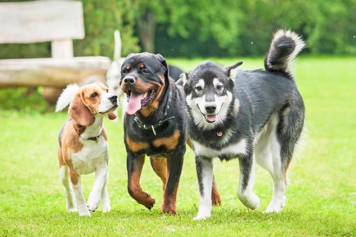 Rottweiler, Beagle e cão vira-lata andando juntos no parque