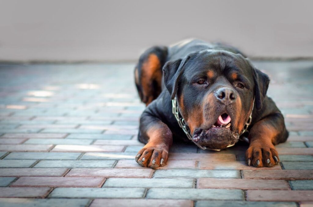 Rottweiler relaxando no chão