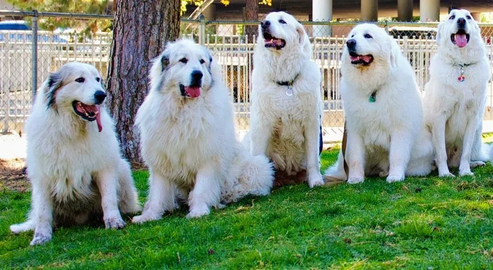 Socialização do Cachorro Grandes Pirineus