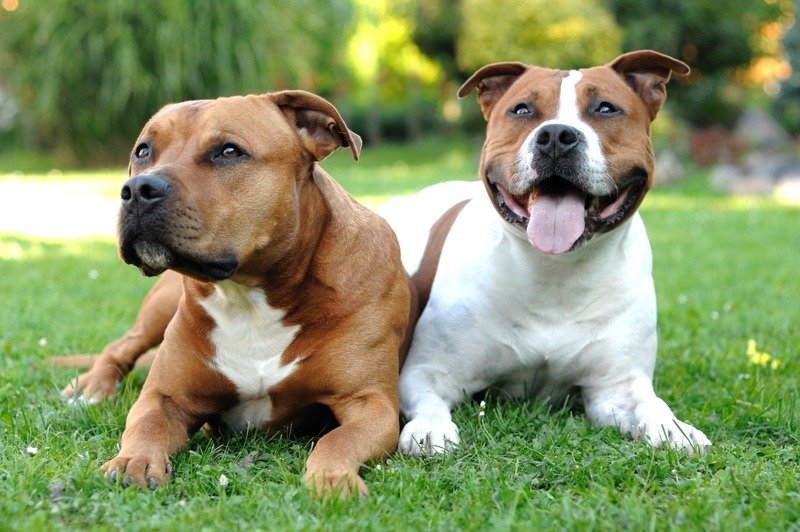 Socialização do Cachorro Staffordshire Bull Terrier