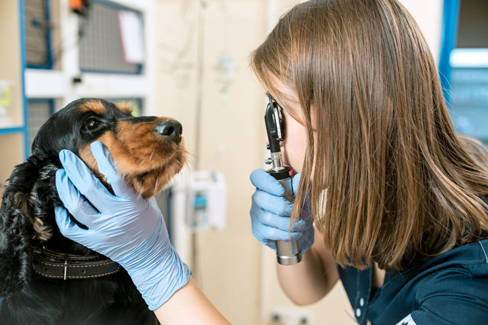 Veterinária examinando os olhos de um cachorro usando um oftalmoscópio