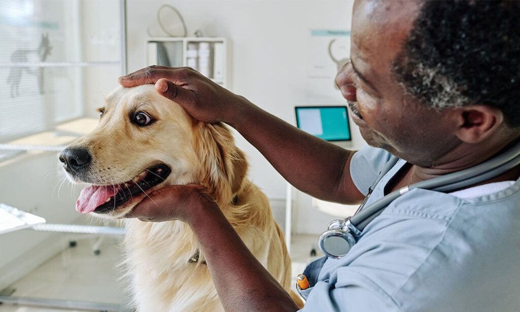 Veterinário examinando os olhos de um cachorro da raça Golden Retriever