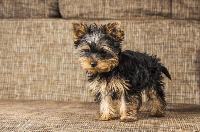 Yorkshire Terrier filhote em casa