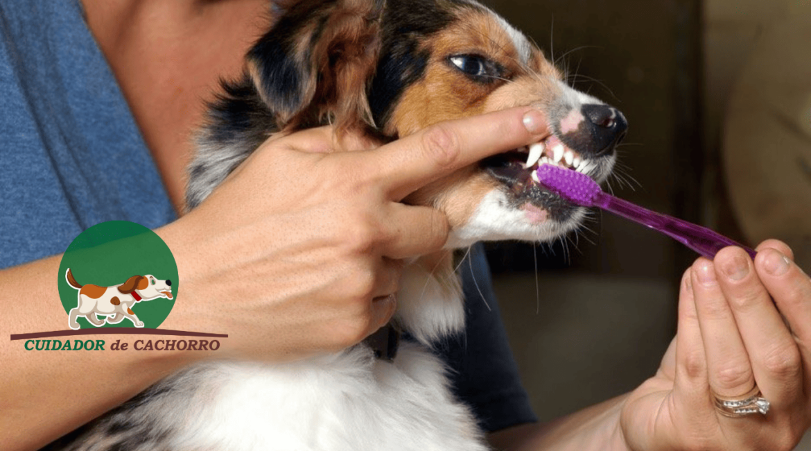 hálito fedorento de cachorro