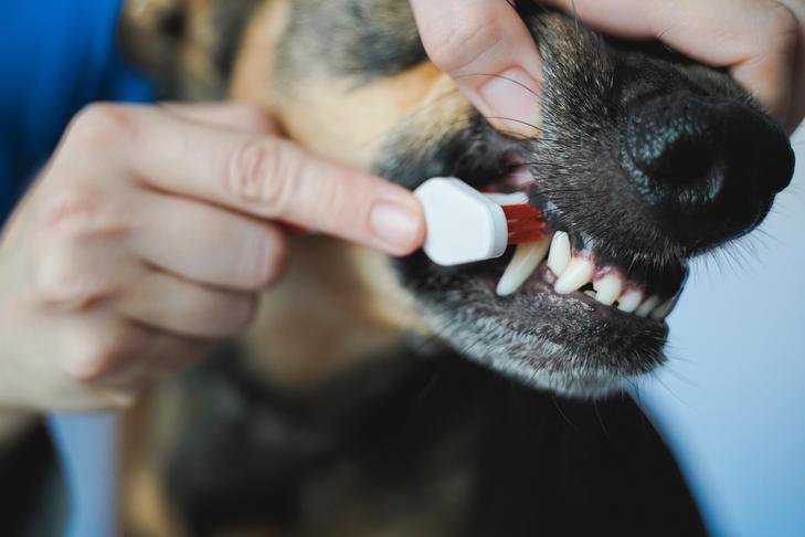 hálito fedorento de cachorro