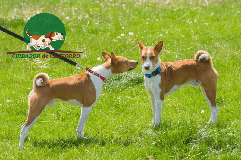 raças de cachorros para clima quente