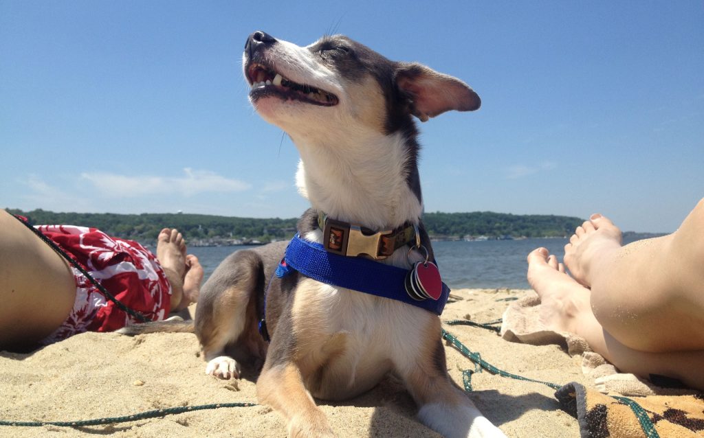 Cachorrinho sorridente desfrutando a praia