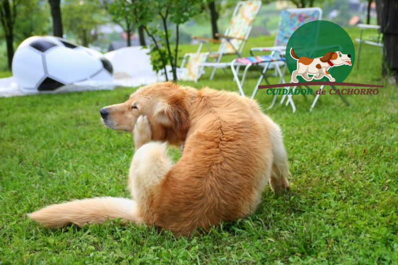 Cachorro Alergia a Grama