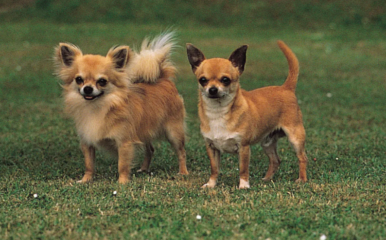 Cachorro Chihuahua