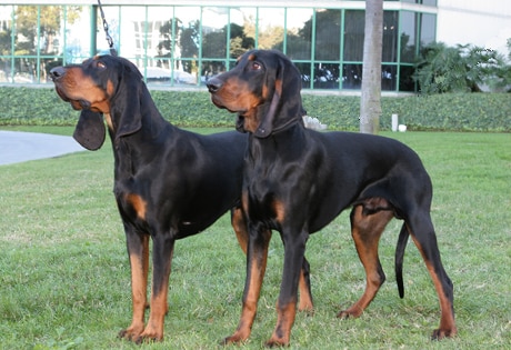 Cachorro Coonhound socializando