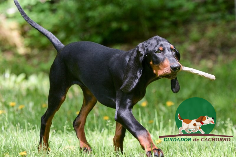 Cachorro Coonhound