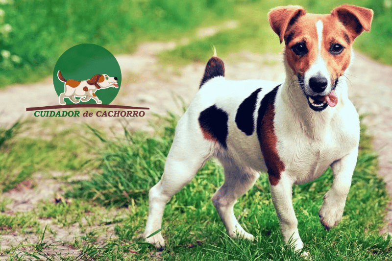 Cachorro Jack Russell Terrier