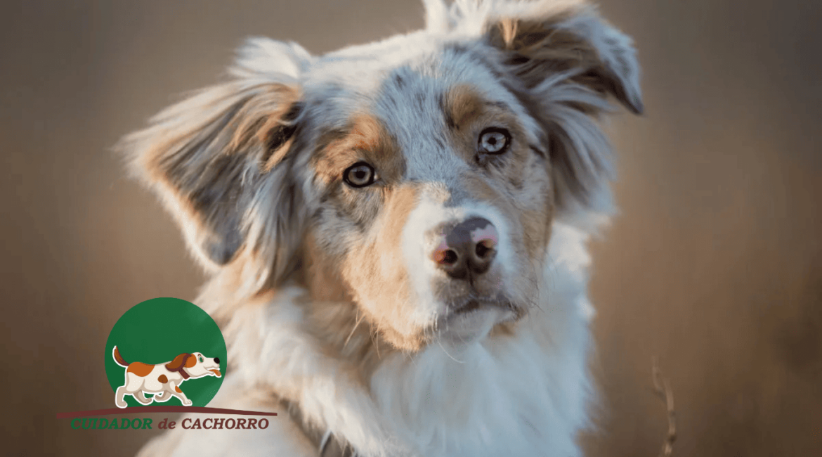 Cachorro Pastor Australiano