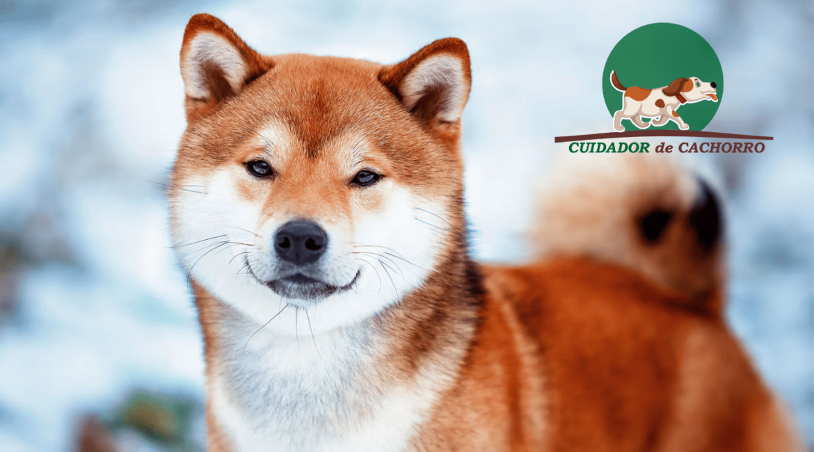 Cachorro Shiba Inu