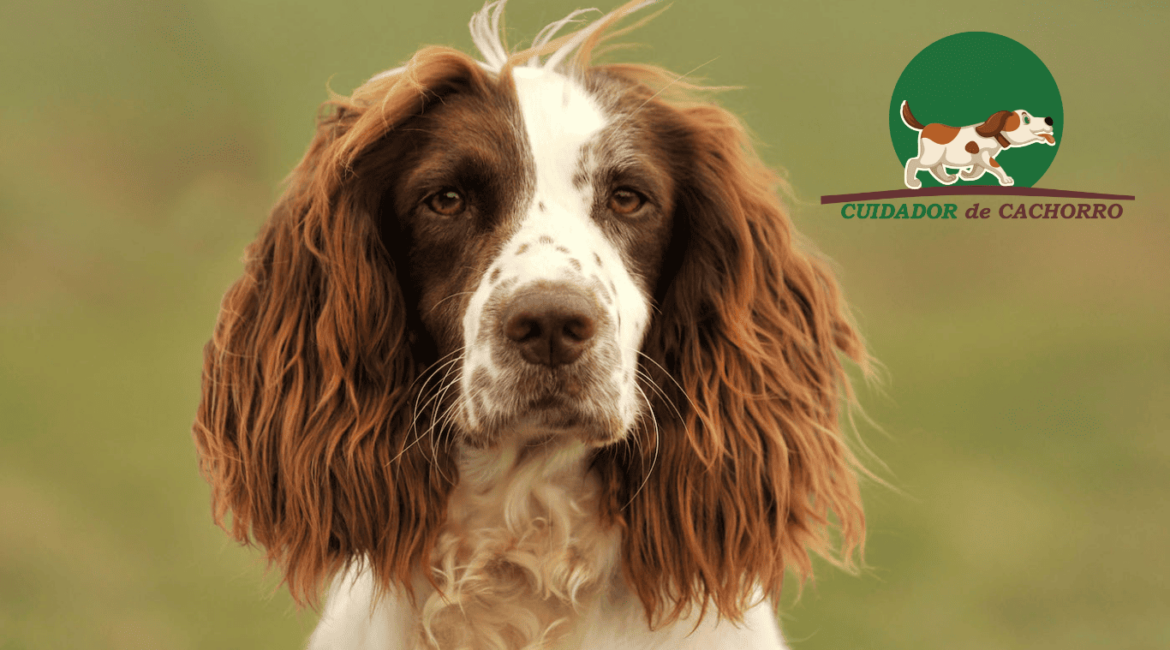 Cachorro Springer Spaniel