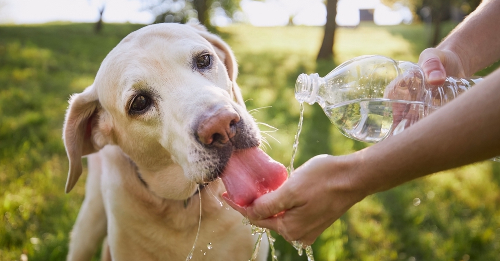 Cachorro bebendo água feliz