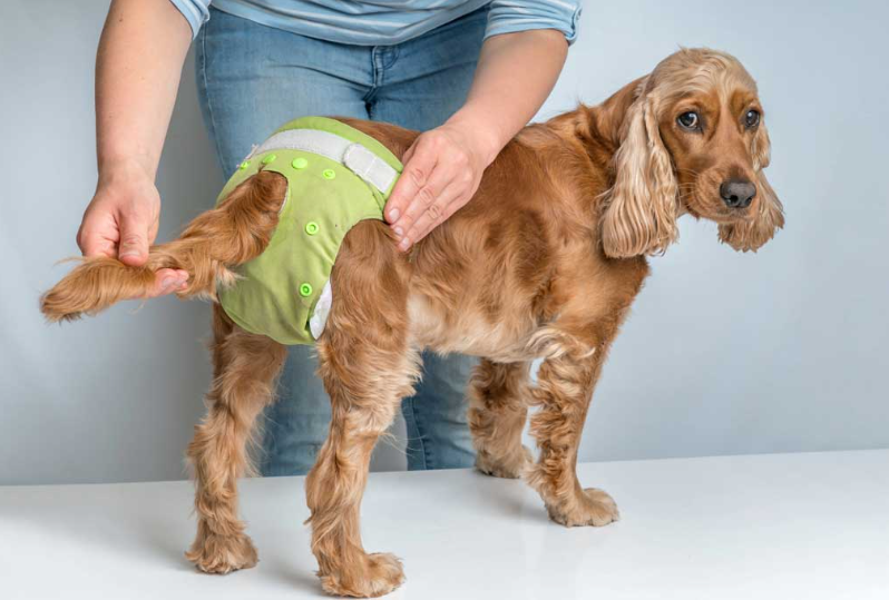 Cachorro com fralda sendo ajustada