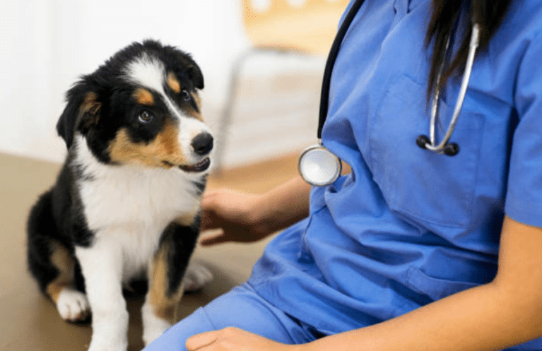 Cachorro fofo sendo examinado na veterinária