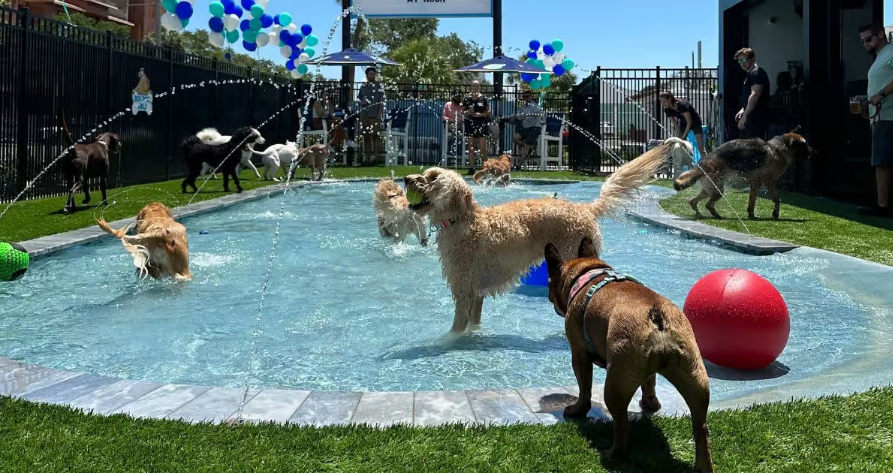 Cães se divertem em uma piscina ensolarada, brincando com brinquedos coloridos e se refrescando