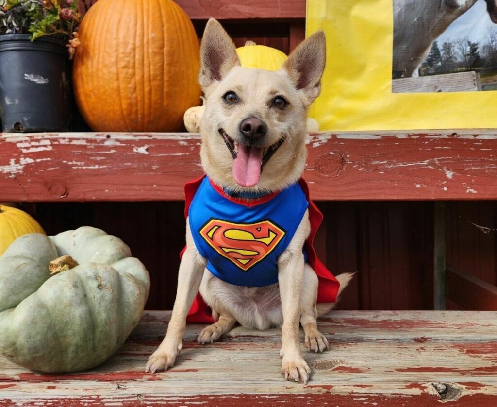 Cão sorridente com capa de herói