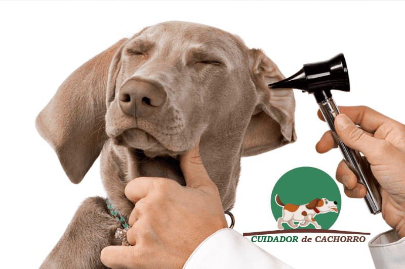 Como aliviar a dor de ouvido em cachorro