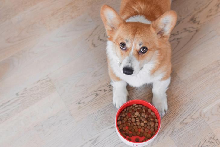 Corgi Pembroke galgado ao lado de sua tigela de ração