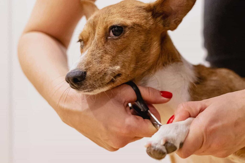 Corte de unhas canino