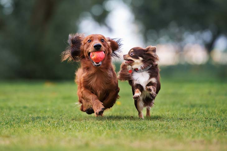 Dachshund e Chihuahua correndo e brincando