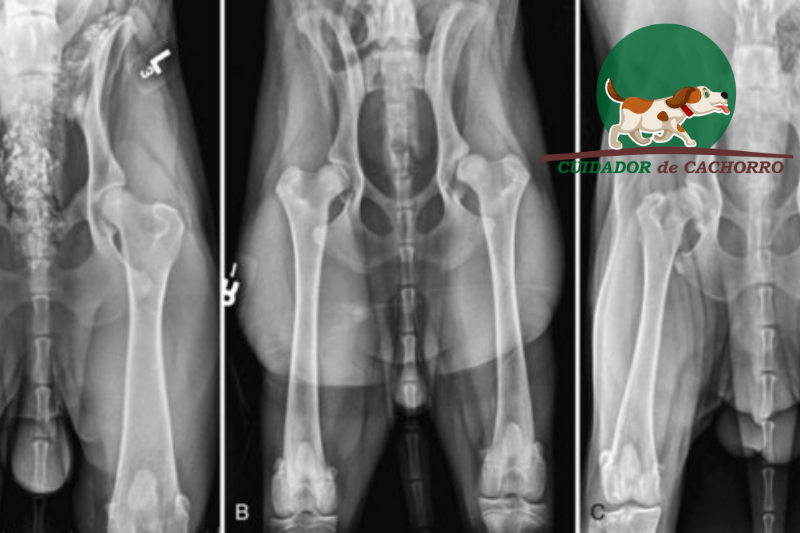 Displasia Coxofemoral em Cães