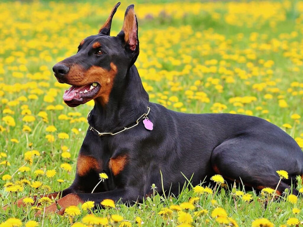 Doberman relaxa em um campo de flores amarelas.