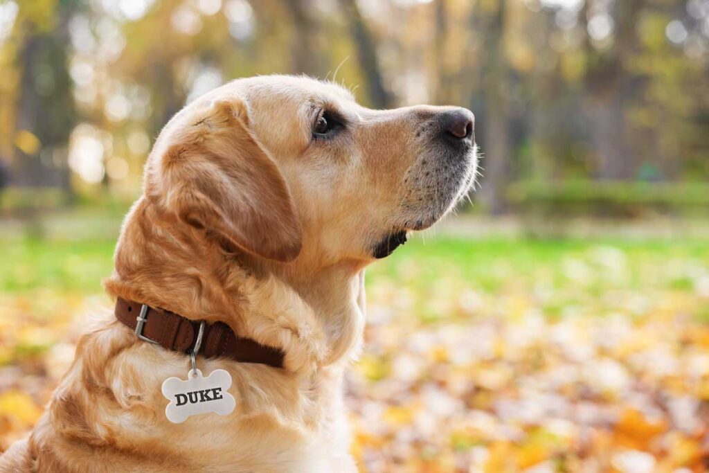 Duke, o labrador, olhando atento na natureza.

