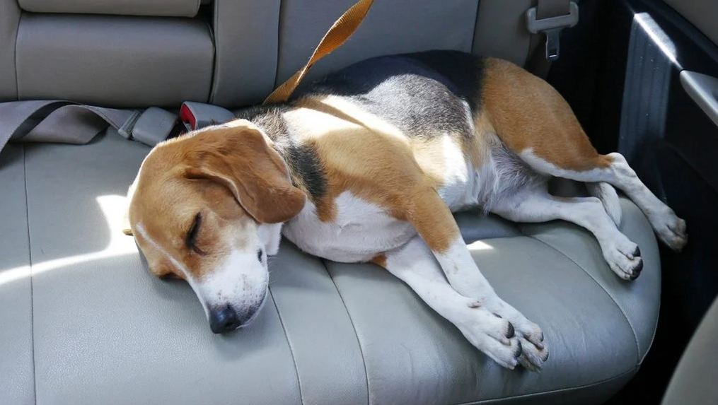 Enjoo em cães no carro