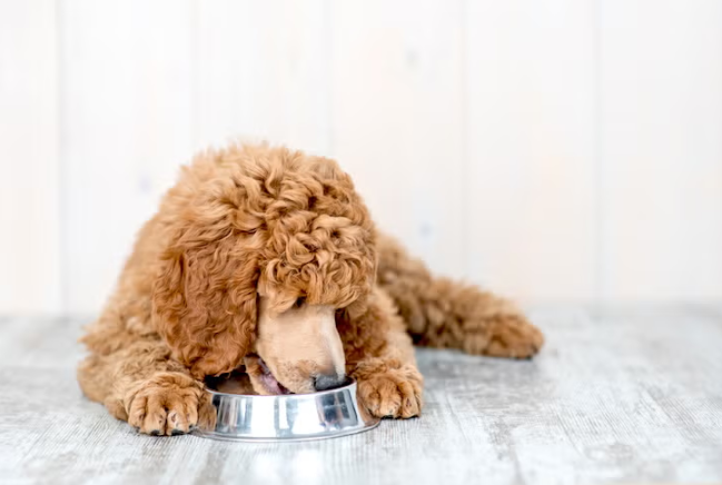 Filhote de Poodle comendo de uma tigela dentro de casa