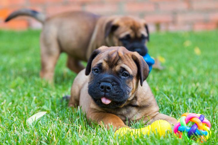 Filhotes de Bullmastiff brincando com brinquedos na grama