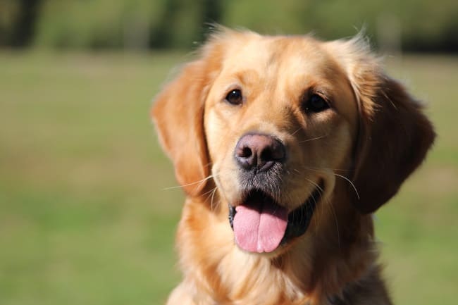 Golden Retriever sorridente ao ar livre, com pelagem dourada e olhar amigável