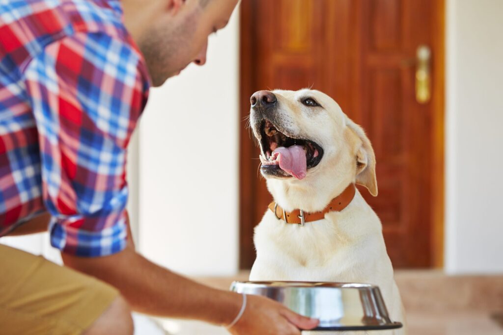 Homem alimentando seu cão feliz