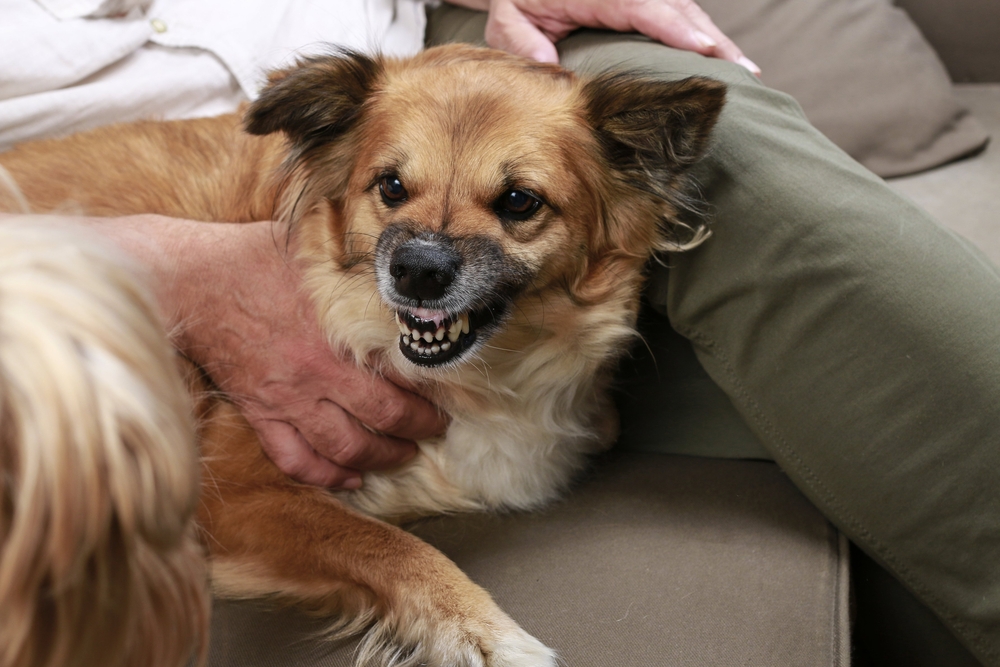 Mudanças Comportamentais do Cachorro com seu dono